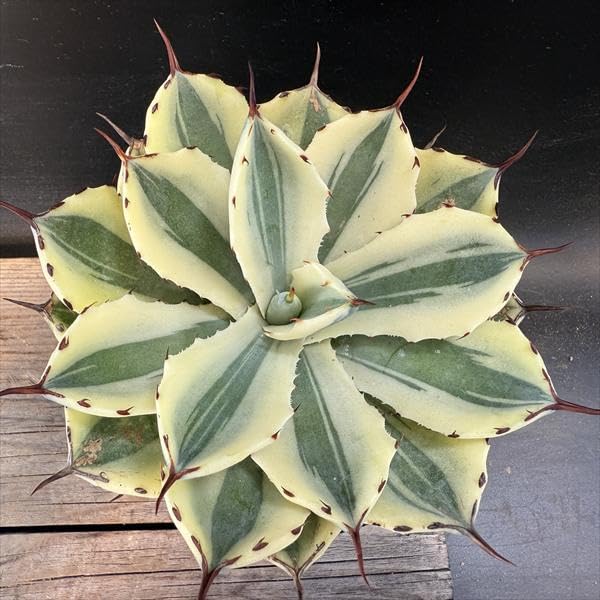 アガベ　吉祥冠錦　スーパークラウン　親株　斑入り　チタノタ アガベ'スーパー・クラウン'の基本情報・育て方｜多肉植物・サボテン